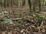 Svart trumpetsvamp - Craterellus cornucopodioides - Black Trumpets