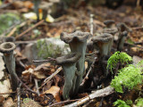 Svart trumpetsvamp - Craterellus cornucopodioides - Black Trumpets