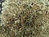Smalflikig kaklav - Xanthoparmelia stenophylla - Shingled rock-shield