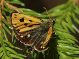 Svartflckig glanssmygare - Carterocephalus silvicola - Northern Checquered Skipper