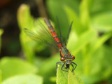 Röd flickslända - Pyrrhosoma nymphula - Large Red Damsel