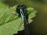 Strre kustflickslnda - Ischnura elegans - Common Bluetail