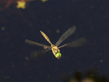 Gulflckad glanstrollslnda - Somatochlora flavomaculata - Yellow-spotted Emerald