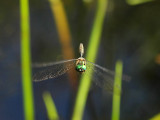 Gulfläckad glanstrollslända - Somatochlora flavomaculata - Yellow-spotted Emerald
