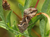 Gammafly - Autographa gamma - Silver Y