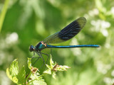 Blbandad jungfruslnda - Calopteryx splendens - Banded demoiselle