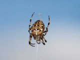 Korsspindel - Araneus diadematus - European Garden Spider