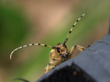 Strre aspvedbock - Saperda carcharias - Large Poplar Borer