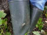 Strre aspvedbock - Saperda carcharias - Large Poplar Borer