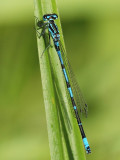 Mrk lyrflickslnda - Coenagrion pulchellum - Variable Bluet