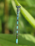 Spjutflickslända - Coenagrion hastulatum - Spearhead Bluet