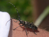 Tallbock - Monochamus sutor -  Small White-marmorated Long-horned Beetle