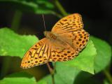 Silverstreckad prlemorfjril (hane) - Argynnis paphia - Silver-washed Fritillary (male)