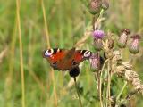 Pfgelga. Peacock. Inachis io