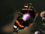 Amiral. Red Admiral. Vanessa atalanta