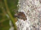 Vinbrsfuks. Comma Butterfly. Polygonia c-album