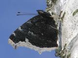 Sorgmantel - Nymphalis antiopa - Camberwell Beauty or Mourning Cloak