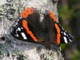 Amiral. Red Admiral. Vanessa atalanta