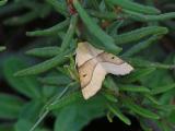 Ockragul rovmätare - Crocallis elinguaria - Scalloped Oak