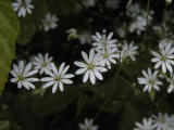 Grsstjrnblomma (Stellaria graminea)