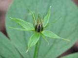 Ormbr (Paris quadrifolia)