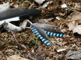 Ntskrika (Garrulus glandarius)