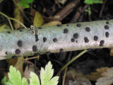 Aldyna (Hypoxylon fuscum)