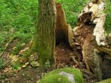 Oxtungsvamp och (Fistulina hepatica och ) Beefsteak fungus and