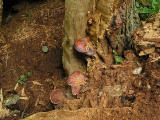 Oxtungsvamp (Fistulina hepatica) Beefsteak fungus