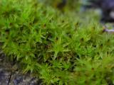 Dvrghttemossa (Orthotrichum pumilum)