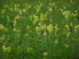 Gullviva (Primula veris)