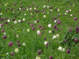 Kungsngslilja (Fritillaria meleagris)