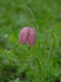 Kungsngslilja (Fritillaria meleagris)