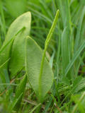 Ormtunga (Ophioglossum vulgatum)