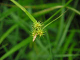 Knagglestarr (Carex flava)