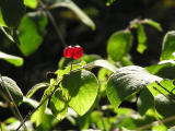 Skogstry (Lonicera xylosteum)