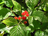 Stenbr (Rubus saxatilis)