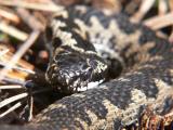 Adder (Vipera berus)