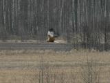 Marsh harrier (Circus aeruginosus)