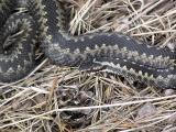 Huggorm - Vipera berus - Adder