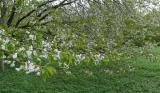 Stkrsbr (fgelbr) - Prunus avium - Wild cherry