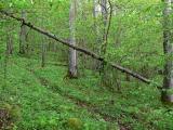 Naturstigen fick ett nytt hinder i gr - A new obstacle on the trail