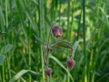 Humleblomster - Geum rivale - Water Avens