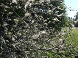 Hggspinnmalen har spunnit in en hgg - Bird-cherry Ermines have consumed all the leaves on this bird cherry