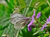 Rapsfjril - Pieris napi - Green-veined White