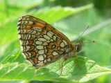 Skogsntfjril - Melitaea athalia - Heath Fritillary