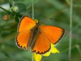 Vitflckig guldvinge (hane) - Lycaena virgaureae - Scarce Copper (male)