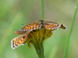 Skogsntfjril - Melitaea athalia - Heath Fritillary