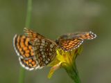 Skogsnätfjäril - Melitaea athalia - Heath Fritillary