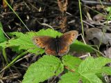 Skogsgrsfjaril - Erebia ligea - Arran Brown